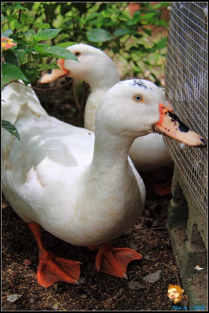 《遊記—苗栗》日新島之水榭樓台～如畫般的湖光山色！