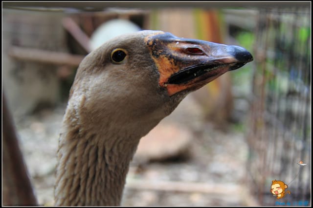 《遊記—苗栗》日新島之水榭樓台～如畫般的湖光山色！