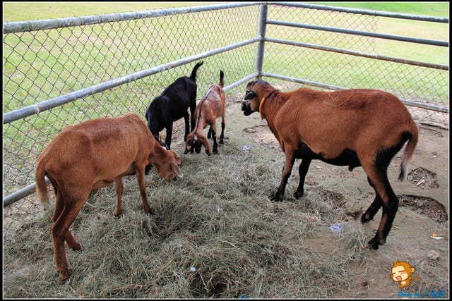 《遊記—苗栗》日新島之水榭樓台～如畫般的湖光山色！