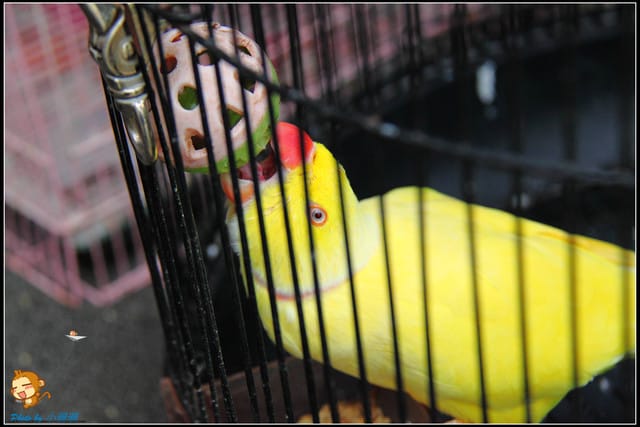 《遊記—苗栗》日新島之水榭樓台～如畫般的湖光山色！