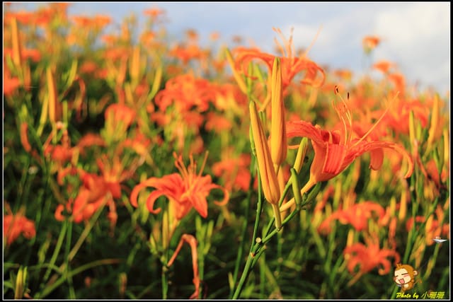 《遊記—台北木柵》發現迷你版金針花山~(￣▽￣)~*