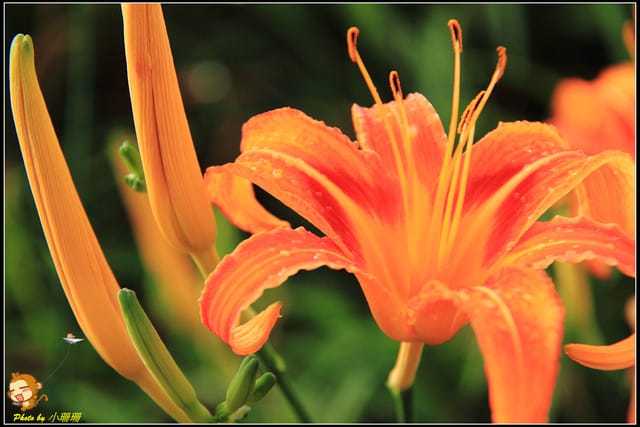 《遊記—台北木柵》發現迷你版金針花山~(￣▽￣)~*