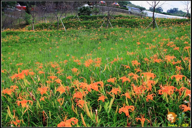 《遊記—台北木柵》發現迷你版金針花山~(￣▽￣)~*