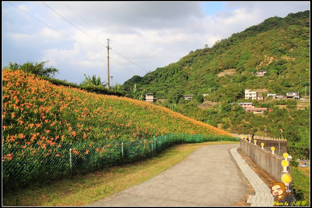 《遊記—台北木柵》發現迷你版金針花山~(￣▽￣)~*