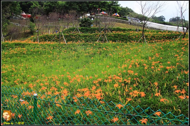 《遊記—台北木柵》發現迷你版金針花山~(￣▽￣)~*