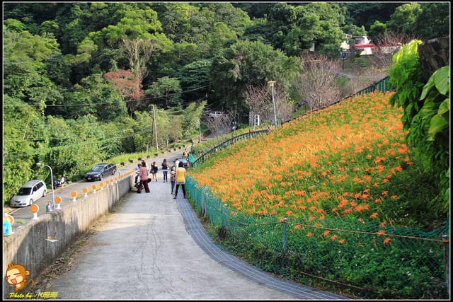 《遊記—台北木柵》發現迷你版金針花山~(￣▽￣)~*