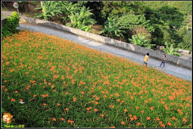 《遊記—台北木柵》發現迷你版金針花山~(￣▽￣)~*