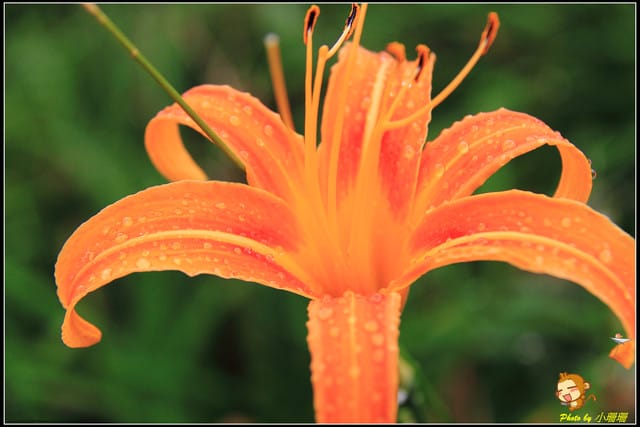 《遊記—台北木柵》發現迷你版金針花山~(￣▽￣)~*