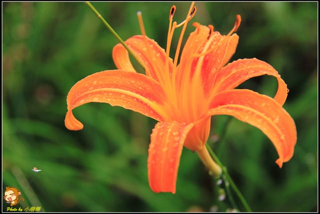 《遊記—台北木柵》發現迷你版金針花山~(￣▽￣)~*