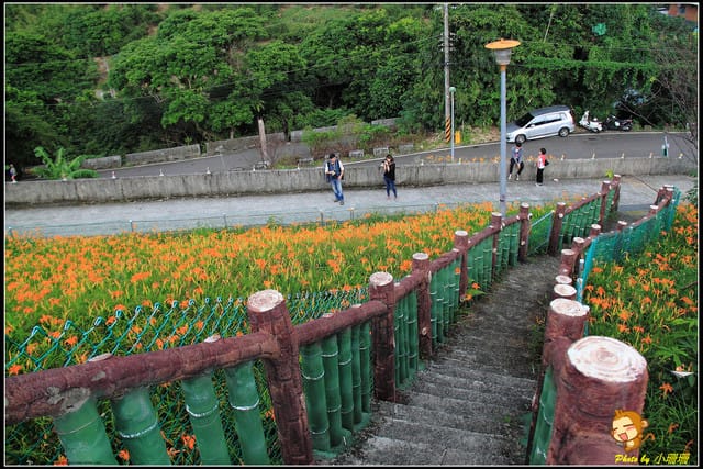 《遊記—台北木柵》發現迷你版金針花山~(￣▽￣)~*