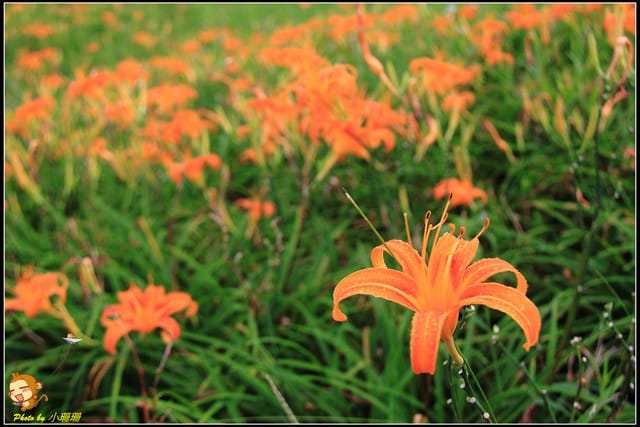 《遊記—台北木柵》發現迷你版金針花山~(￣▽￣)~*