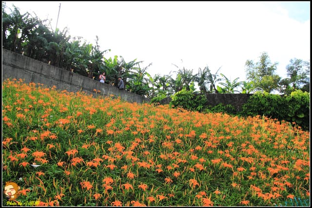 《遊記—台北木柵》發現迷你版金針花山~(￣▽￣)~*