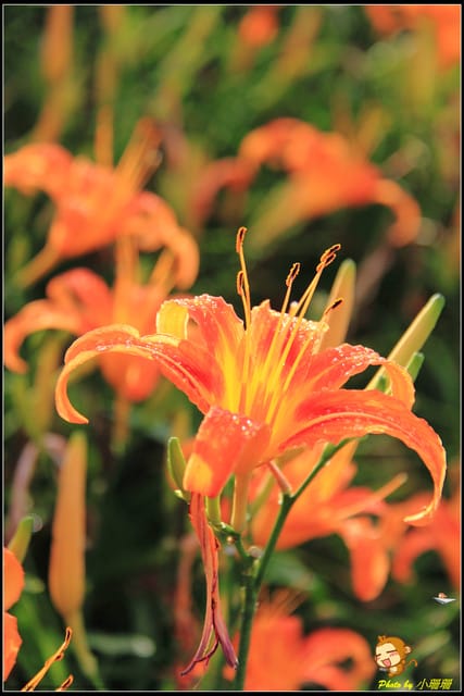 《遊記—台北木柵》發現迷你版金針花山~(￣▽￣)~*