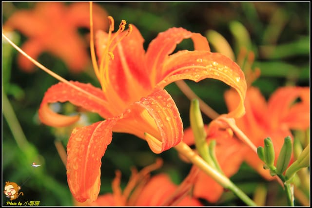 《遊記—台北木柵》發現迷你版金針花山~(￣▽￣)~*