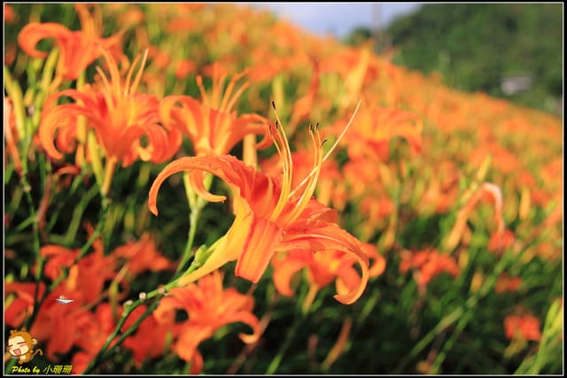 《遊記—台北木柵》發現迷你版金針花山~(￣▽￣)~*