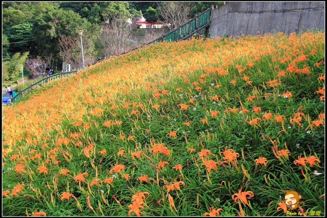 《遊記—台北木柵》發現迷你版金針花山~(￣▽￣)~*