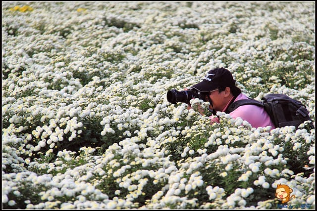 《遊記—苗栗》杭菊片片飛～銅鑼秋雪報到嚕！