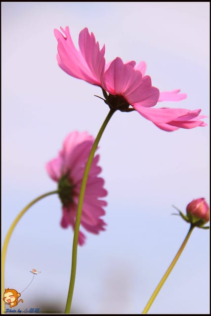 《遊記—苗栗》杭菊片片飛～銅鑼秋雪報到嚕！