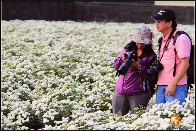 《遊記—苗栗》杭菊片片飛～銅鑼秋雪報到嚕！