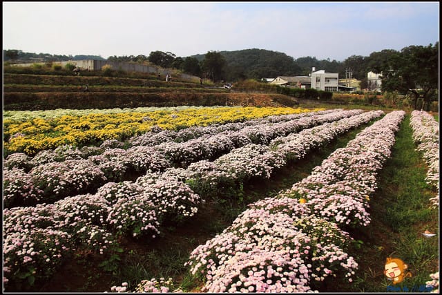《遊記—苗栗》杭菊片片飛～銅鑼秋雪報到嚕！