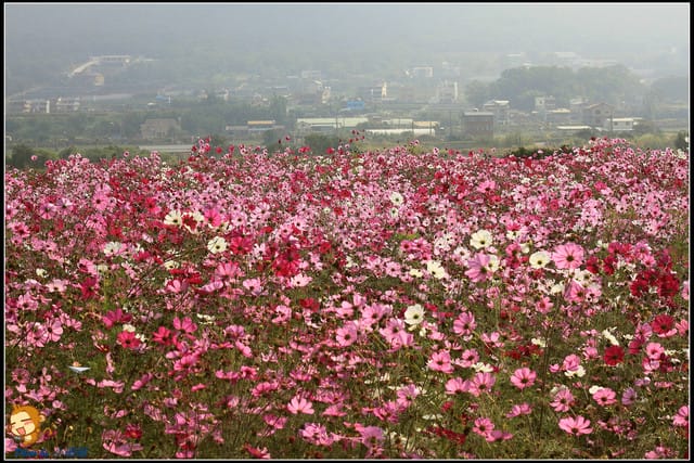 《遊記—苗栗》杭菊片片飛～銅鑼秋雪報到嚕！