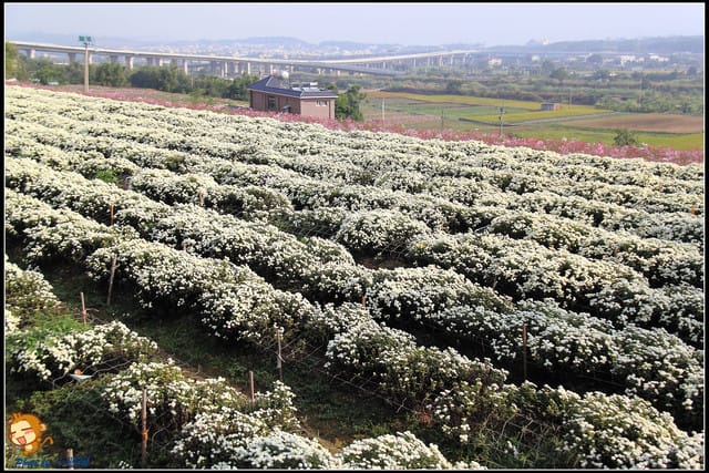 《遊記—苗栗》杭菊片片飛～銅鑼秋雪報到嚕！
