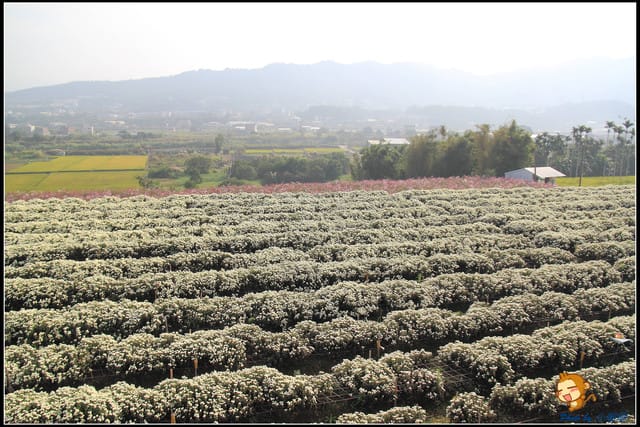 《遊記—苗栗》杭菊片片飛～銅鑼秋雪報到嚕！