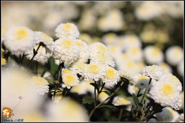 《遊記—苗栗》杭菊片片飛～銅鑼秋雪報到嚕！