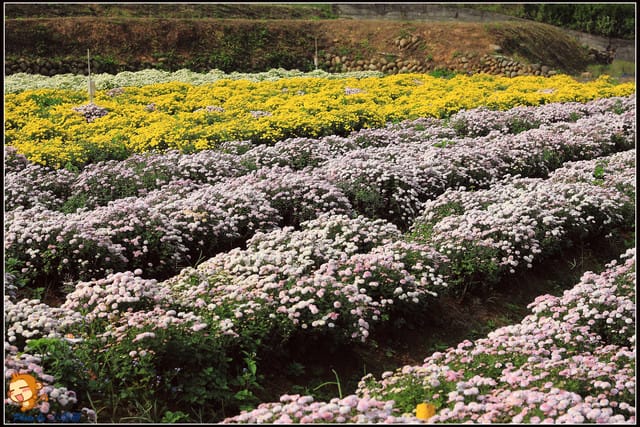 《遊記—苗栗》杭菊片片飛～銅鑼秋雪報到嚕！