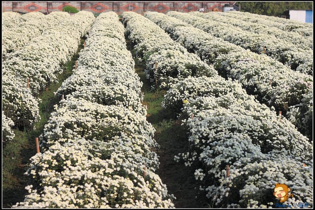 《遊記—苗栗》杭菊片片飛～銅鑼秋雪報到嚕！