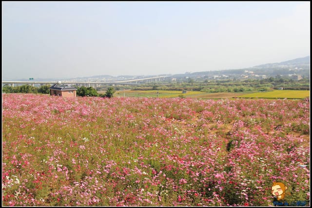 《遊記—苗栗》杭菊片片飛～銅鑼秋雪報到嚕！