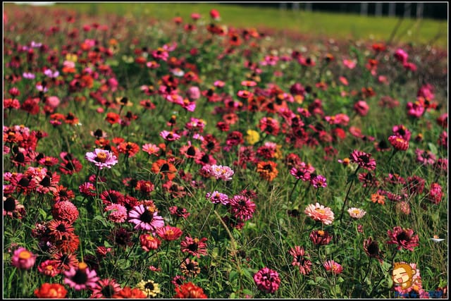 《遊記—苗栗》杭菊片片飛～銅鑼秋雪報到嚕！