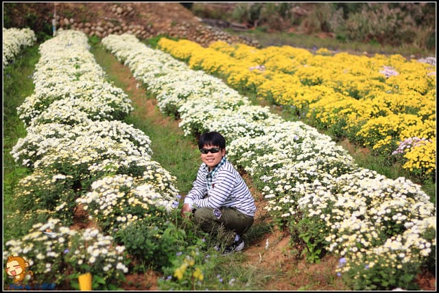 《遊記—苗栗》杭菊片片飛～銅鑼秋雪報到嚕！