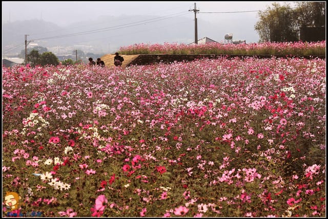 《遊記—苗栗》杭菊片片飛～銅鑼秋雪報到嚕！