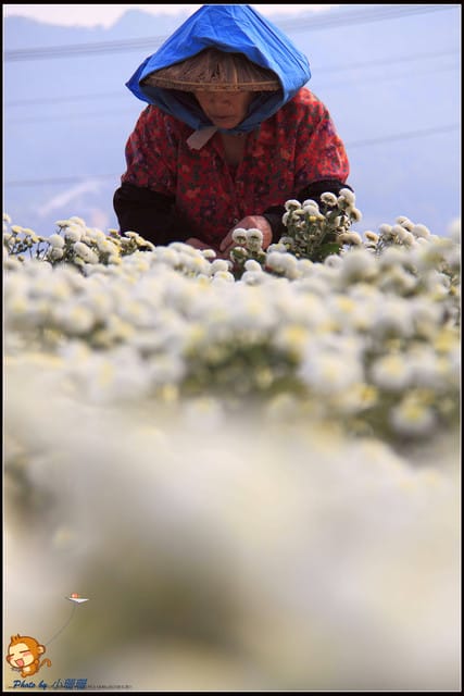 《遊記—苗栗》杭菊片片飛～銅鑼秋雪報到嚕！