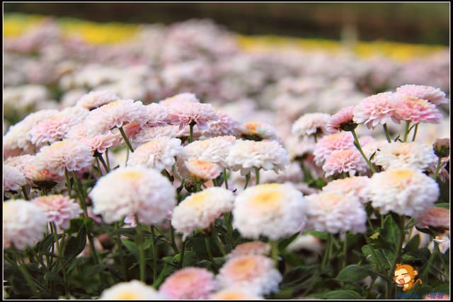 《遊記—苗栗》杭菊片片飛～銅鑼秋雪報到嚕！
