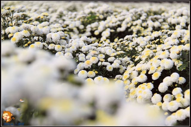 《遊記—苗栗》杭菊片片飛～銅鑼秋雪報到嚕！