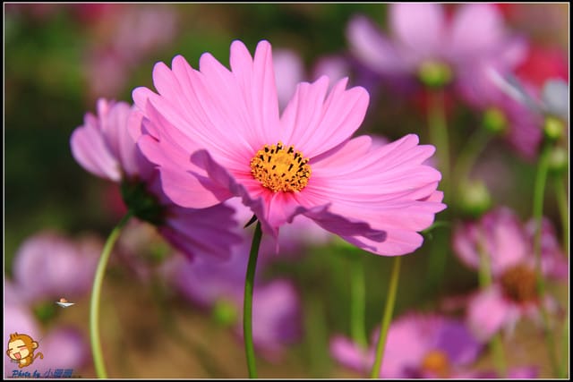 《遊記—苗栗》杭菊片片飛～銅鑼秋雪報到嚕！