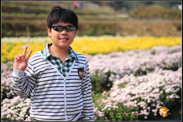 《遊記—苗栗》杭菊片片飛～銅鑼秋雪報到嚕！