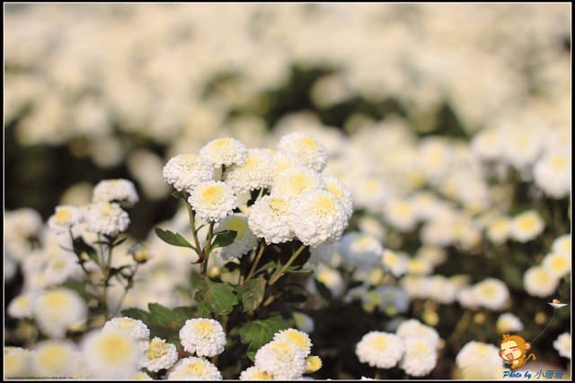 《遊記—苗栗》杭菊片片飛～銅鑼秋雪報到嚕！