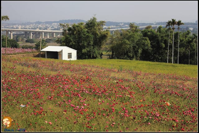 《遊記—苗栗》杭菊片片飛～銅鑼秋雪報到嚕！