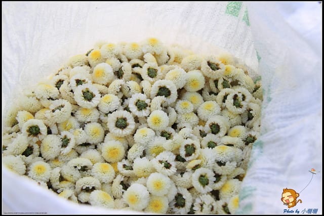 《遊記—苗栗》杭菊片片飛～銅鑼秋雪報到嚕！