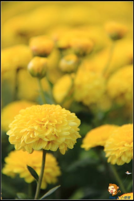 《遊記—苗栗》杭菊片片飛～銅鑼秋雪報到嚕！
