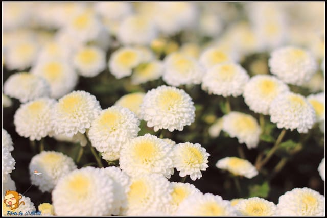 《遊記—苗栗》杭菊片片飛～銅鑼秋雪報到嚕！