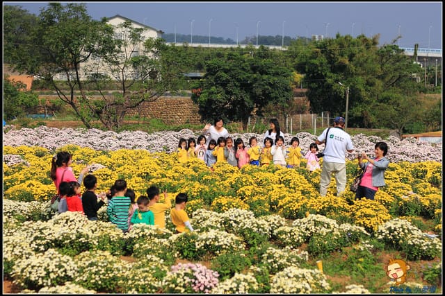 《遊記—苗栗》杭菊片片飛～銅鑼秋雪報到嚕！