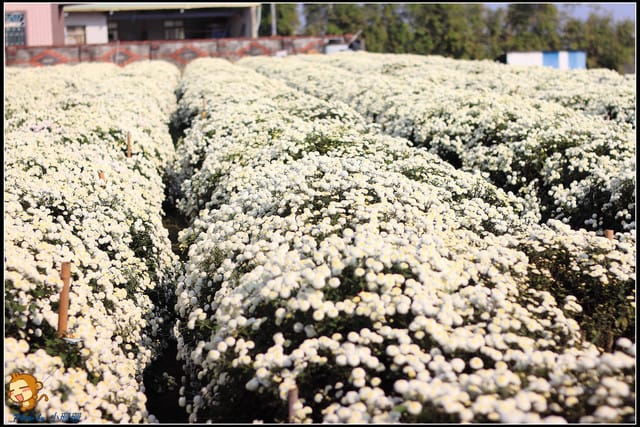 《遊記—苗栗》杭菊片片飛～銅鑼秋雪報到嚕！