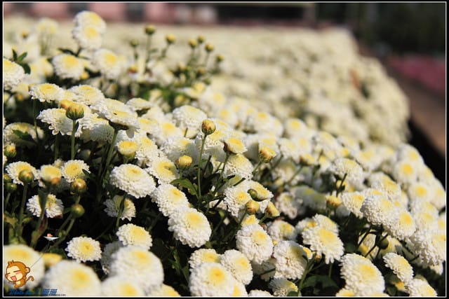 《遊記—苗栗》杭菊片片飛～銅鑼秋雪報到嚕！