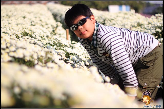 《遊記—苗栗》杭菊片片飛～銅鑼秋雪報到嚕！