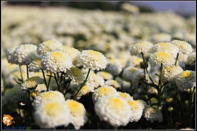 《遊記—苗栗》杭菊片片飛～銅鑼秋雪報到嚕！