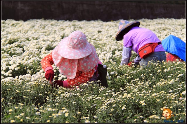《遊記—苗栗》杭菊片片飛～銅鑼秋雪報到嚕！